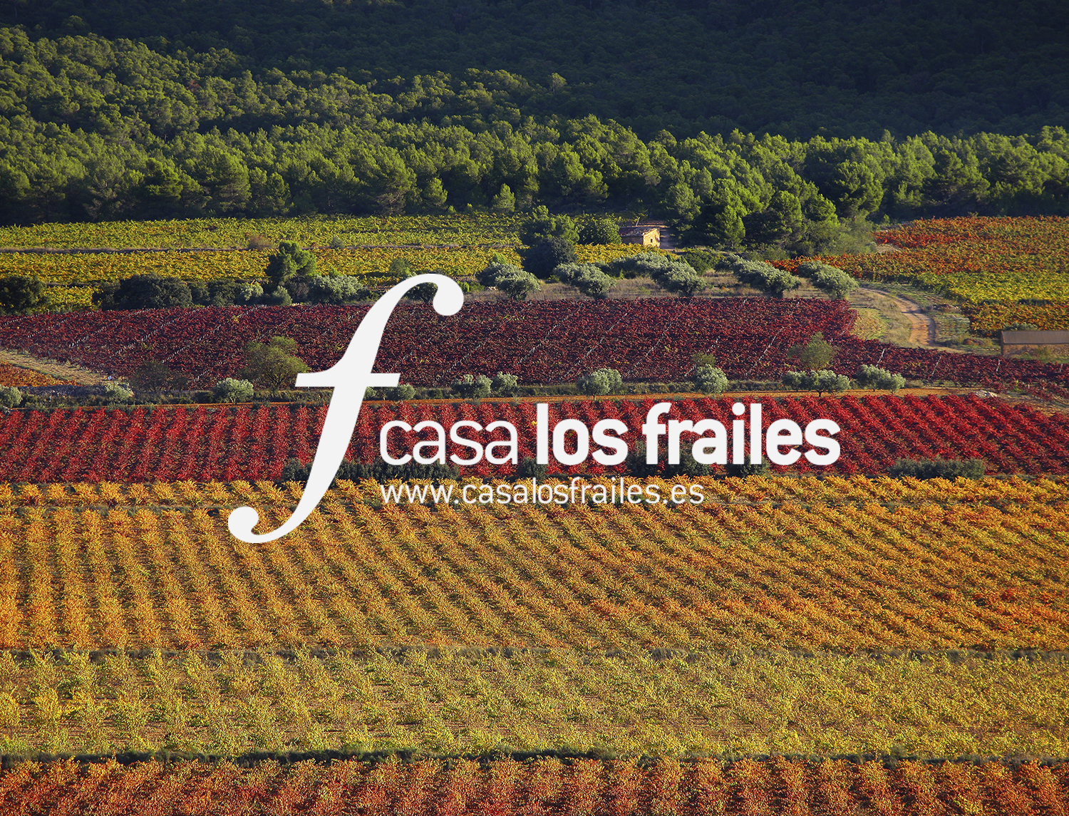 Desarrollo Integral Bodegas Los Frailes